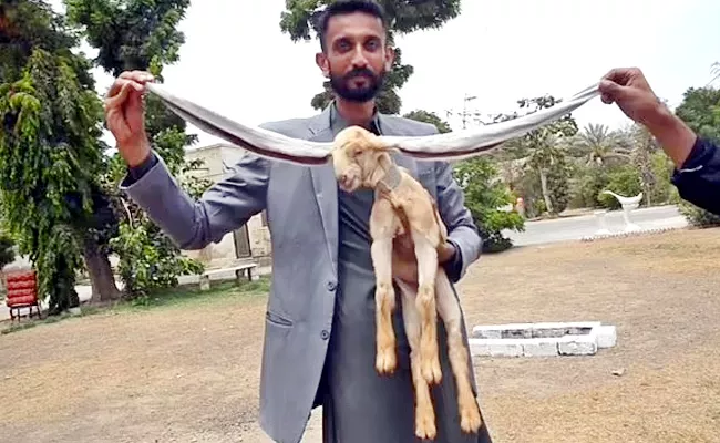 19 Inches Long Ears Simba The Baby Goat Pakistan Could Win Guinness Record - Sakshi