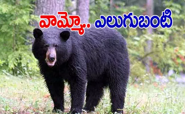 Bear Attacks Continue In Srikakulam District - Sakshi