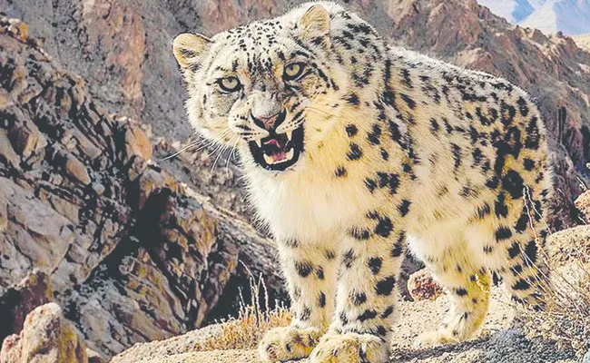 Snow Leopard Captured in Ladakh, Internet Says Unbelievable - Sakshi