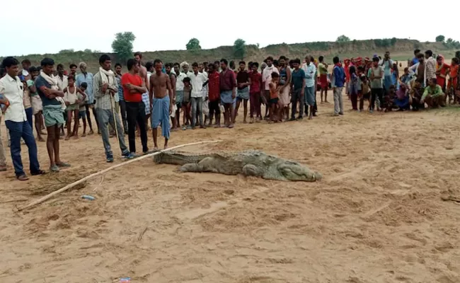 10 Year Old boy Swallowed by Crocodile While Bathing in MP Chambal River - Sakshi