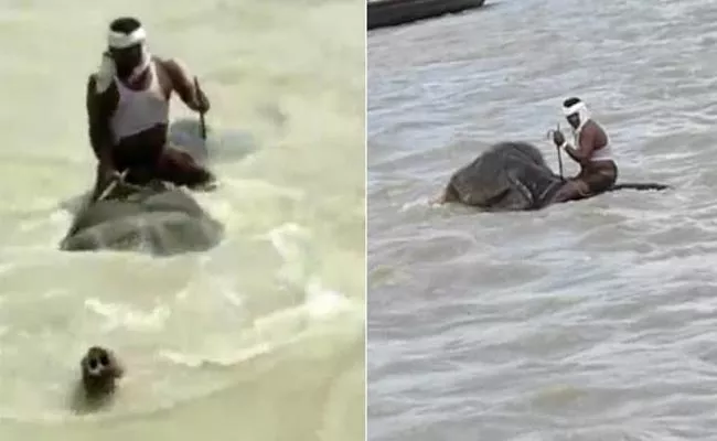 Elephant And Mahout Cross Swollen Ganga River - Sakshi