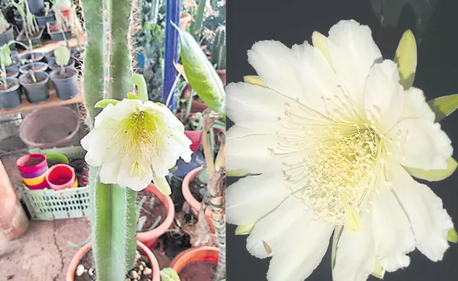 Photo Feature First Flower To Tree After 16 Years In Hanamkonda Shayampet - Sakshi
