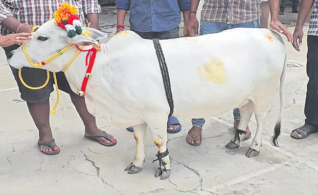 Tenali Man Sells Punganur Cow For Rs 4 lakhs - Sakshi