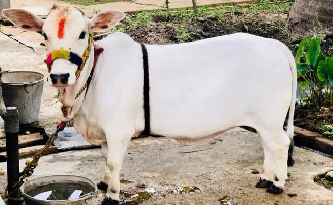 Surrogacy key to reviving endangered Punganur cows - Sakshi