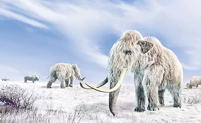 Know About 30000 Year Old Woolly Mammoth - Sakshi