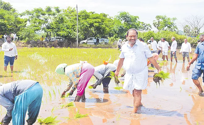 Minister Koppula Eashwar Plowed The Fields Along With Farmers At Dharmaram - Sakshi