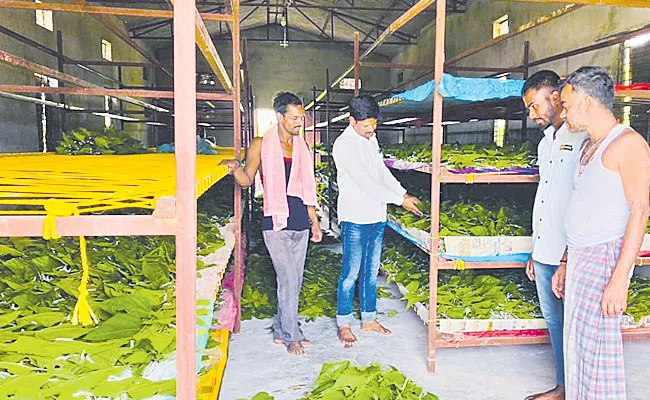 Telangana: Mulberry Silk Cultivation Farmers Earning Profits - Sakshi