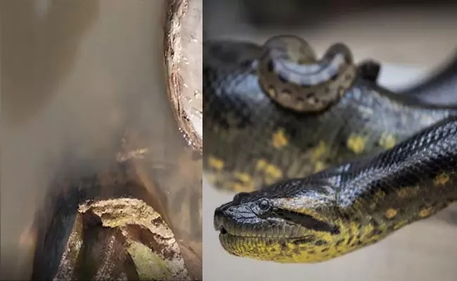 Anaconda Leaps Out Of Water And Bites Brazilian Man - Sakshi