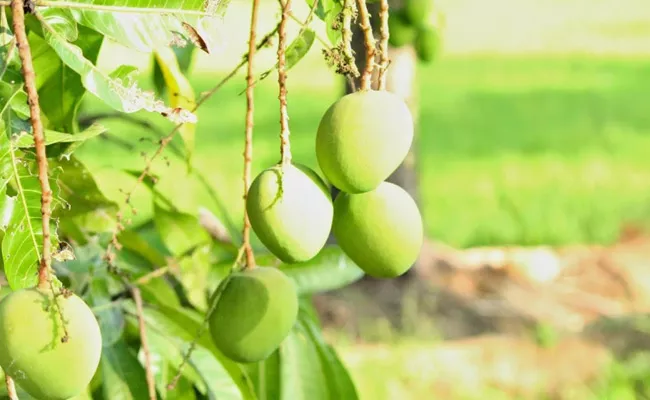 Sagubadi: Tips By CVR How To Avoid Mango Farming Problems In Monsoon - Sakshi