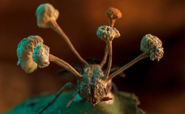 Photo of Zombie Fungus Infecting Insect Wins Ecology Competition - Sakshi
