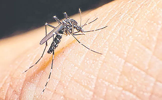 Dengue Cases Are Rising In Telangana - Sakshi