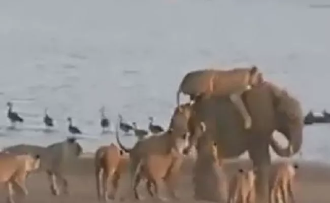 Lone Elephant Fights For His Life Against 14 Lionesses Viral Video - Sakshi