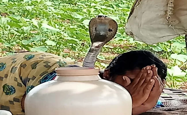 A Cobra Snake Ascending On The Body Of A Woman In Karnataka - Sakshi