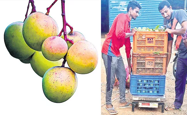 Ulavapadu Punaras Mango Demand in Tamil Nadu, Kerala - Sakshi