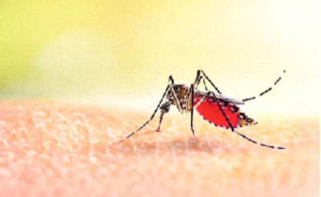 Dengue Spread In Rapid Phase Daily Cases Rose To 28 In Karimnagar - Sakshi