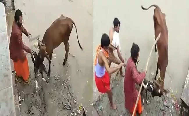 Viral Video: Pit Bull Bites Cow In Mouth In Kanpur - Sakshi