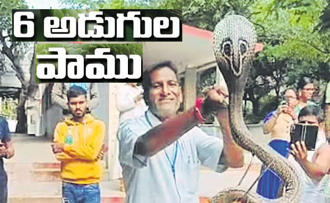 Six Feet Long Cobra Found at Alipiri Walkway in Tirumala - Sakshi