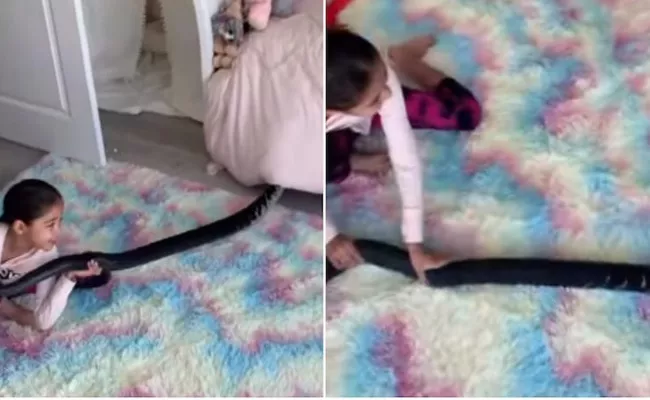 Little Girl Playing With A Huge Black Python Video Viral - Sakshi