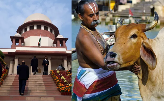 SC Refused To Entertain Cow As National Animal Petition - Sakshi