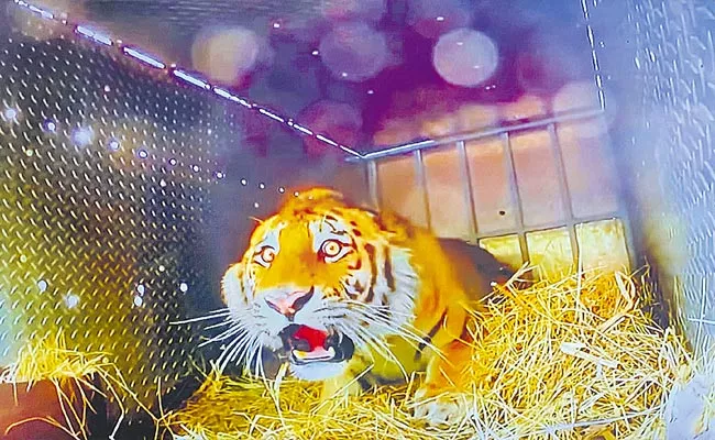 Viral: Tiger Reaction While Return To The Wild - Sakshi