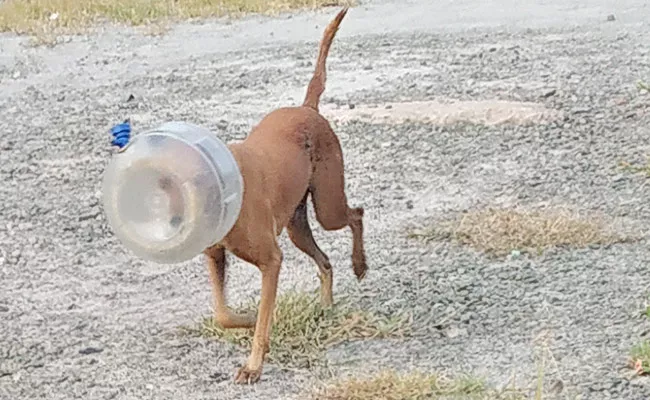 Thirsty Dog Dunks head into water bowl - Sakshi
