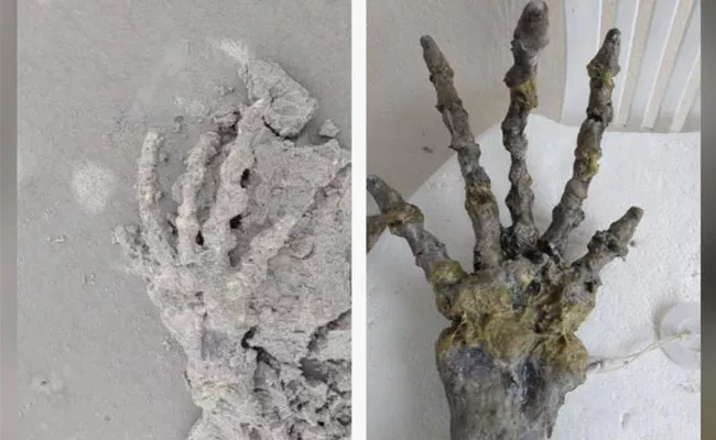 Brazil Terrified Couple Find Skeletal Alien Hand On Beach - Sakshi