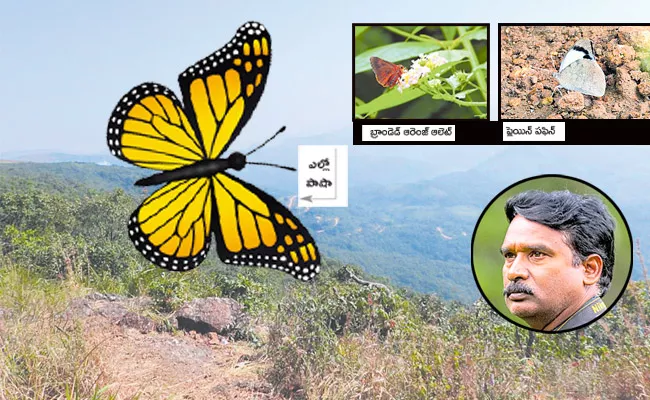 Rare Butterflies In Gudisa Grassland Alluri Sitarama District - Sakshi