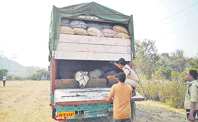 Nizamabad Police Seized Cattle Illegal Transportation - Sakshi