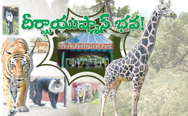 Hyderabad Zoological Park: Most Animals Live Longer in Zoos Than in The Wild - Sakshi