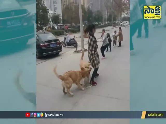 Two Dogs Helps To a Lady In a Game Video Goes Viral  