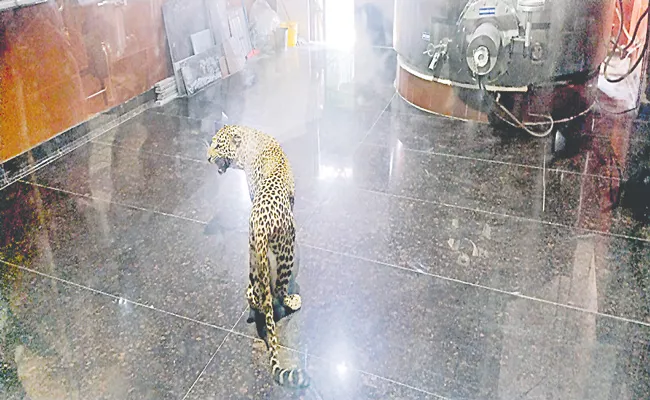 Telangana: Forest Officials Capture Leopard That Strayed Into Hetero Pharma - Sakshi