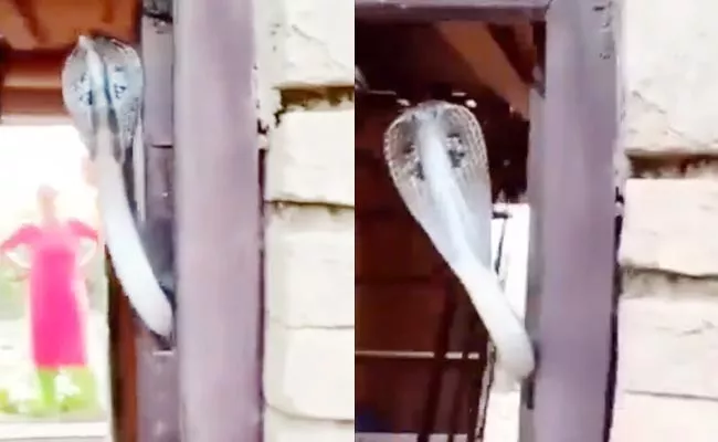 Cobra Sticking Out From Door Terrifies Internet - Sakshi
