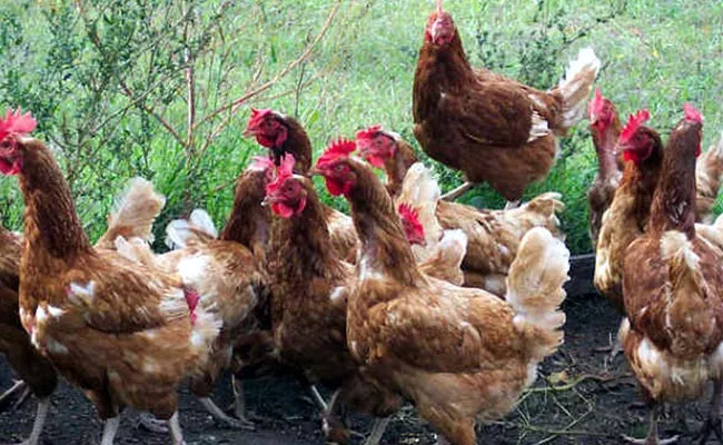 Natu Kollu: High Returns With Backyard Poultry Farming - Sakshi