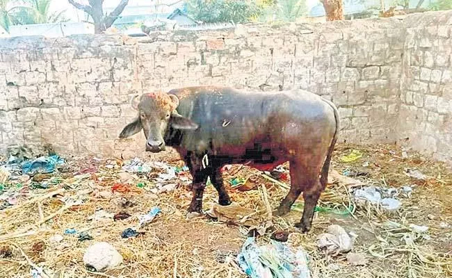 Male Buffalo Problem Was Finally Solved In Anantapur District - Sakshi
