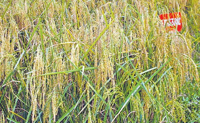Creation of new Paddy Varieties at Nellore Rice Research Centre - Sakshi