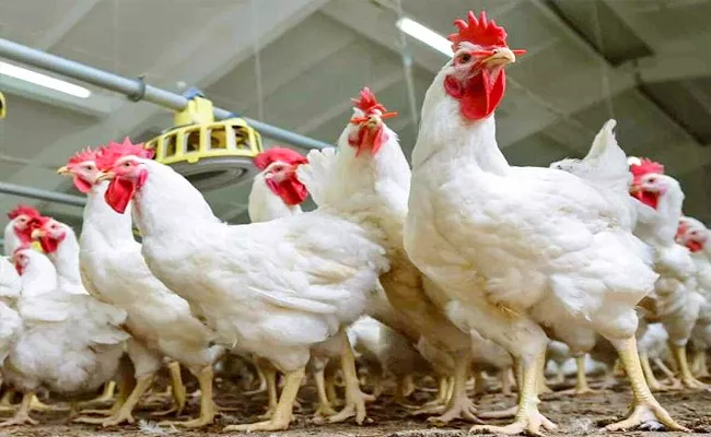 Chicken Prices Dropped in Andhra Pradesh - Sakshi