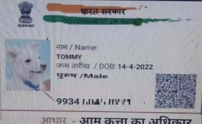 Dog Named Tommy Applied For Caste Certificate In Bihar Goes Viral  - Sakshi
