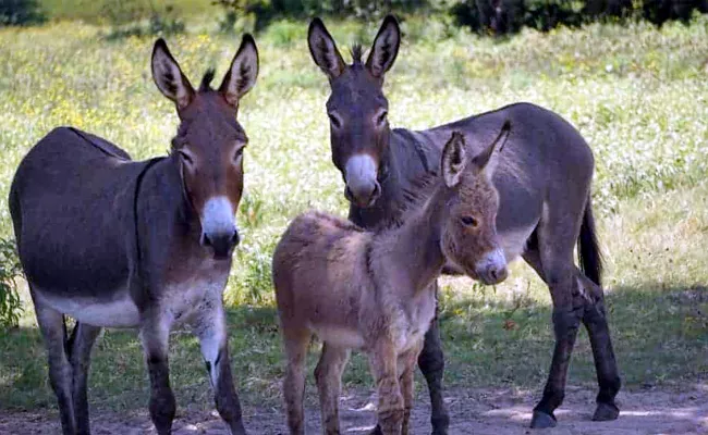 Government Action plan Breeding of donkeys - Sakshi