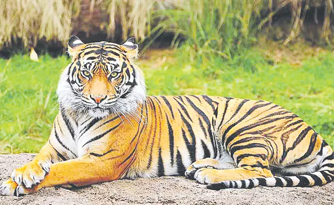 National Tiger Conservation Authority: Sunstroke for tigers - Sakshi