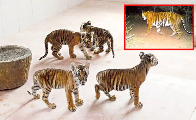 Four Tiger Cubs Trained In Tirupati Zoo For Two Years - Sakshi