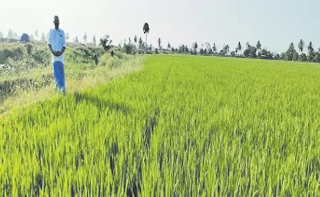 High yielding MCM-103 fine rice variety has been developed - Sakshi