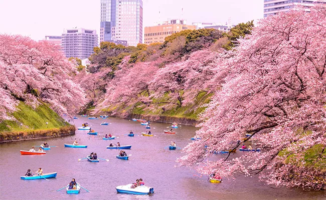 Cherry Blossom 2023 starts in Japan - Sakshi
