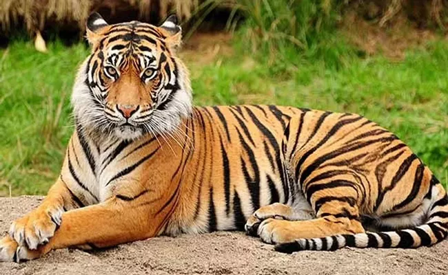 Supreme Court seeks Centre govt reply on reported deaths of tigers - Sakshi