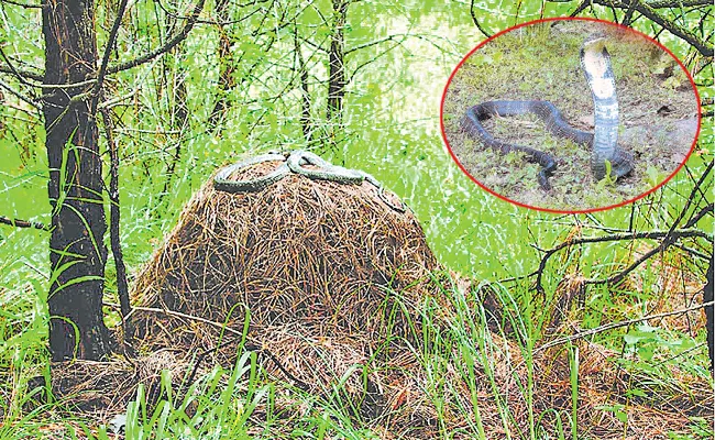 Eastern Ghats Wildlife Society, Forest Department committed to conservation of King Cobra nests - Sakshi