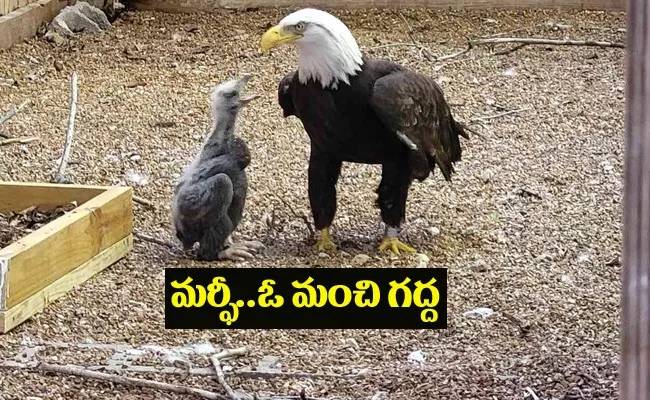 Meet Bald eagle who protected rock is now foster father to orphaned chick - Sakshi