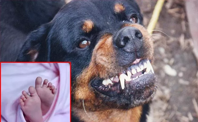 Newborn Dies After Dog Bites At Karnataka Shivamogga - Sakshi