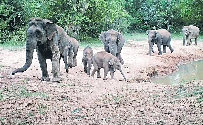 Elephant count for 3 days from 17th of this month - Sakshi