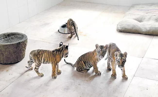 Tiger Babies Into Atmakuru Forest Area Andhra Pradesh - Sakshi
