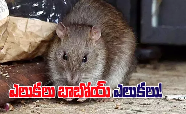 300 Million Obese Rats Which Resist Poison Horrifying Uk People - Sakshi