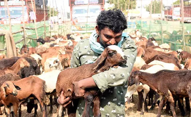 NCDC Not Releasing Funds For Telangana Sheep Distribution Scheme - Sakshi